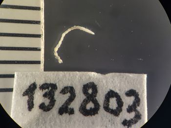 Media type: image;   Invertebrate Zoology 132803 Description: Digital photograph of preserved specimen.;